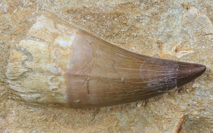 Mosasaur (Prognathodon) Tooth In Rock - Nice Tooth #60175